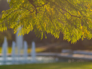 Close up shot of Blue Jacaranda