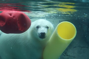 ホッキョクグマ　ゆめ