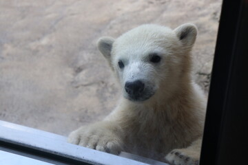 ホッキョクグマ　ゆめ