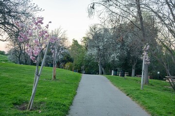 Obraz premium Beautiful cherry blossom at Peter F. Schabarum Regional Park