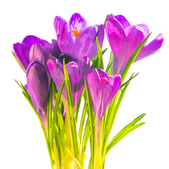 Flowers bouquet of purple crocuses in PNG isolated on transparent background