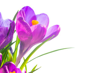Flower purple crocus in PNG isolated on transparent background