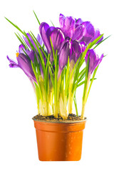First spring flowers flower bouquet of purple crocuses in ceramic pot PNG isolated on transparent background