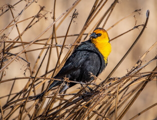 Yellow-headed Blackbird