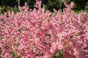 Sunny view of many flower blossom in the Descanso Garden