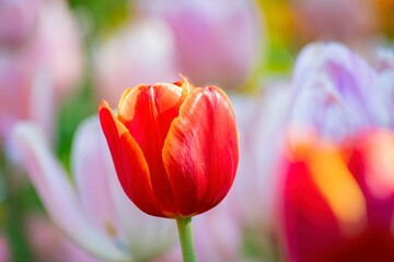 Close up shot of beautiful tulips flower blossom at Descanso Garden