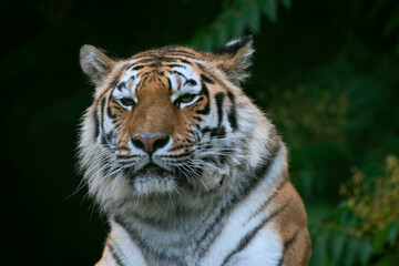Fototapeta premium Tigre