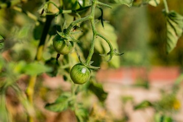 Growing tomato in home garden
