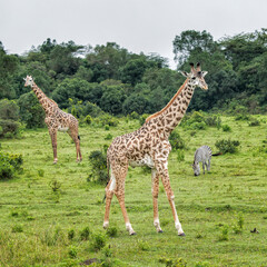 Naklejka na ściany i meble Giraffes and Grazing Zebra in Arusha National Park