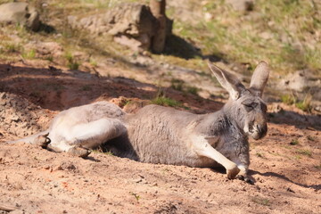 Kangaroo lies on the sand in the sun