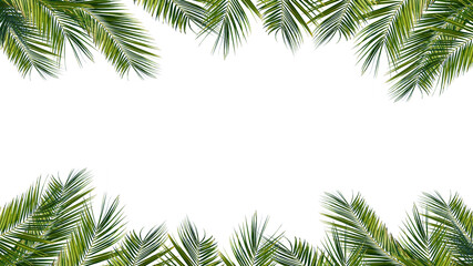 green palm leaves frame isolated on transparent background, overlay texture with copy space in the...