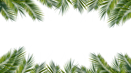 green palm leaves frame isolated on transparent background, overlay texture with copy space in the middle