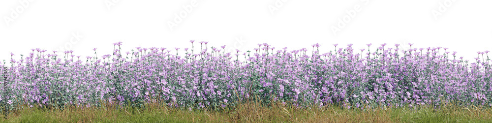 Fototapete evergreen flowers and grass field in nature, flowres on garden in springtime, tropical forest isolat