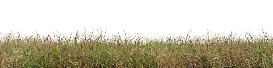 Dry and fresh grass field in nature,  meadow in summer, Tropical forest isolated on transparent background - PNG file, 3D rendering illustration for create and design or etc