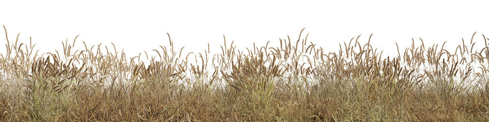 Dry grass field in nature,  meadow in summer, Tropical forest isolated on transparent background - PNG file, 3D rendering illustration for create and design or etc