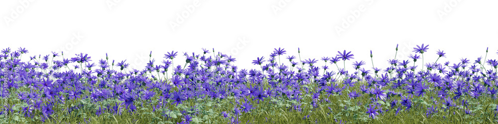 Fototapete evergreen flowers and grass field in nature, flowres on garden in springtime, tropical forest isolat