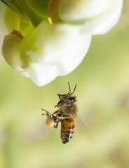 bee on a flower