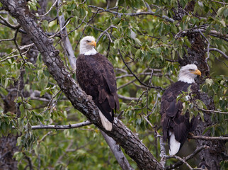 Pair of bald eagles, Katmai wilderness, Alaska
