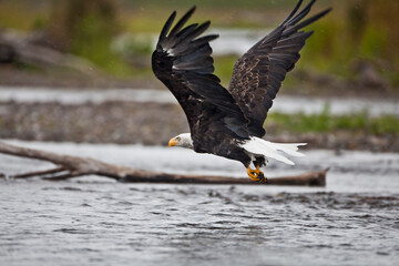 American bald eagle, Alaska USA