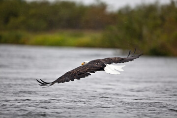 American bald eagle, Alaska USA