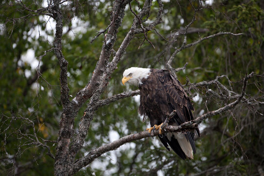 American bald eagle, Alaska USA