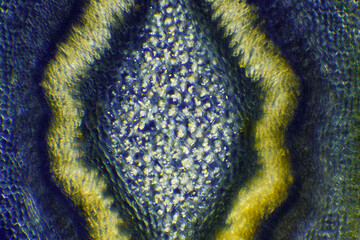 Microscopic view of Border forsythia (Forsythia x intermedia) stem centre cross-section. Polarized light with crossed polarizers.