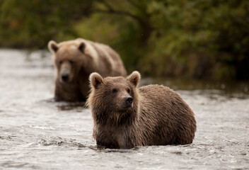Mother bear and cub, Katmai wilderness, Alaska