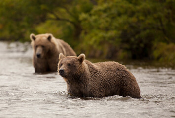 Mother bear and cub, Katmai wilderness, Alaska © catahula