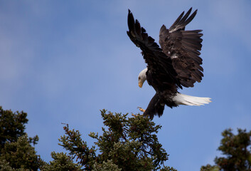 American bald eagle, Alaska USA