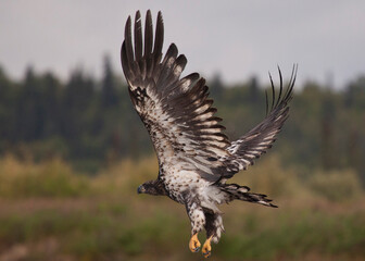 Juvenile american bald eagle, Alaska, USA