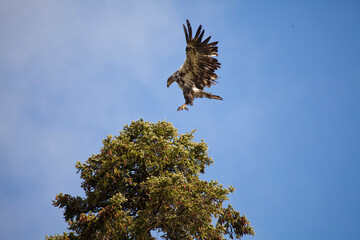 Juvenile american bald eagle, Alaska, USA