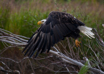 Bald eagle taking off in flight, Alaska