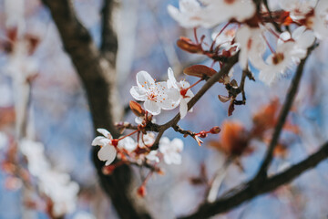 Beautiful peach branch with pink blossom in a blue sky. Spring background.