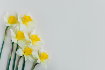 Beautiful flowers of yellow daffodil (narcissus) on a light yellow background.