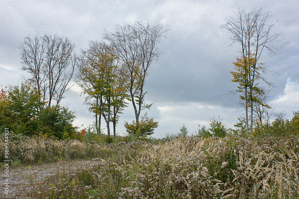 Wall mural autumn landscape a field of yellowed grass and fallen trees