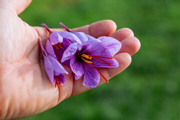 The autumn flowering period of crocus sativus. Harvesting saffron. Cultivation of saffron for the...