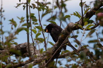 KeckeAmsel_Cheeky blackbird