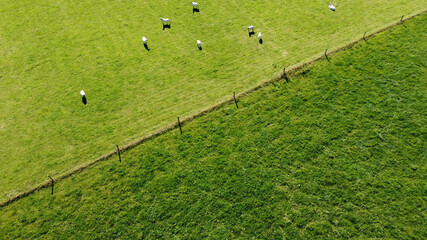A flock of white sheep near the fence on a green farm field, on a sunny day. Agricultural landscape. Livestock farm, top view.