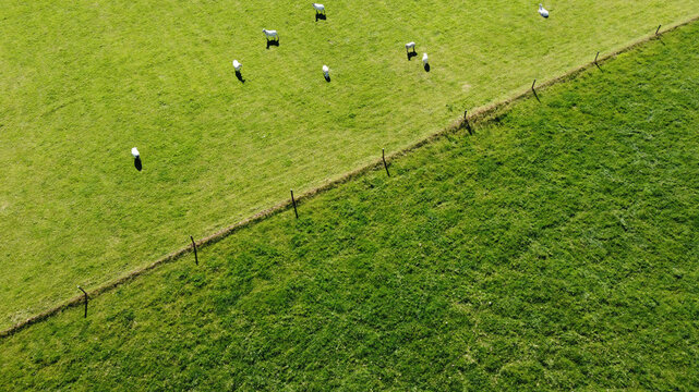 A flock of white sheep near the fence on a green farm field, on a sunny day. Agricultural landscape. Livestock farm, top view.