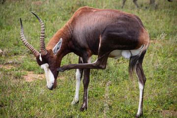 The blesbok or blesbuck (Damaliscus pygargus phillipsi) is a subspecies of the bontebok antelope endemic to Southern African counties, picture taken in savannah, in Imire national park, Zimbabwe