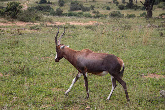 The blesbok or blesbuck (Damaliscus pygargus phillipsi) is a subspecies of the bontebok antelope endemic to Southern African counties, picture taken in savannah, in Imire national park, Zimbabwe