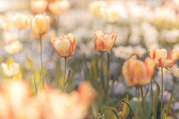 Bright sunset light over romantic colorful tulip flowers. Happy garden park closeup, idyllic floral concept. Blooming springtime nature beautiful natural spring panorama. Closeup seasonal garden field
