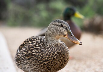 duck