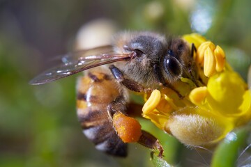 bee on a flower
