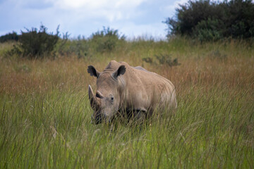 White Rhino or square-lipped rhinoceros (Ceratotherium simum) in Imire Rhino & Wildlife Conservancy, Zimbabwe