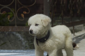 A fluffy white puppy in a collar looks into the distance.