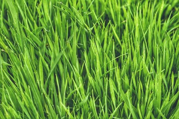 Obraz premium The frame is completely filled with growing sedge grass. Lovely green natural background or wallpaper.