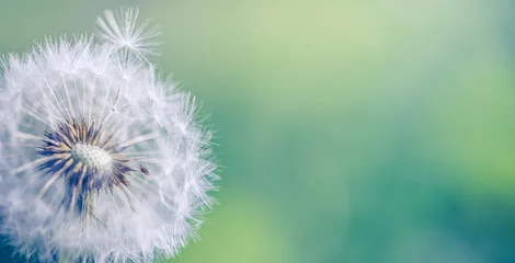 Rolgordijnen Fresh spring white dandelion flower with seeds in springtime in blue turquoise abstract backgrounds. Artistic nature closeup, bright sunny blurred foliage lush. Relaxing tranquil macro, natural plant © icemanphotos