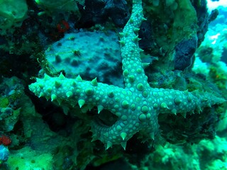 starfish and coral