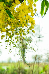 Vishu Festival Kani konna flower